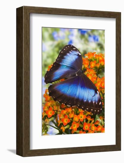 Blue Morpho Butterfly-Darrell Gulin-Framed Photographic Print