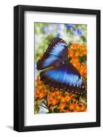 Blue Morpho Butterfly-Darrell Gulin-Framed Photographic Print