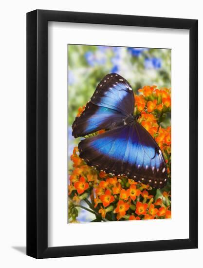 Blue Morpho Butterfly-Darrell Gulin-Framed Photographic Print