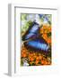 Blue Morpho Butterfly-Darrell Gulin-Framed Photographic Print