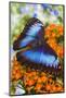 Blue Morpho Butterfly-Darrell Gulin-Mounted Photographic Print