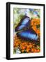 Blue Morpho Butterfly-Darrell Gulin-Framed Photographic Print