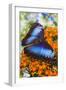 Blue Morpho Butterfly-Darrell Gulin-Framed Photographic Print