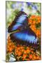 Blue Morpho Butterfly-Darrell Gulin-Mounted Photographic Print