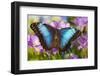 Blue Morpho Butterfly-Darrell Gulin-Framed Premium Photographic Print