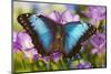 Blue Morpho Butterfly-Darrell Gulin-Mounted Premium Photographic Print
