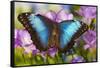 Blue Morpho Butterfly-Darrell Gulin-Framed Stretched Canvas