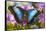 Blue Morpho Butterfly-Darrell Gulin-Framed Stretched Canvas