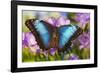 Blue Morpho Butterfly-Darrell Gulin-Framed Photographic Print