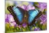 Blue Morpho Butterfly-Darrell Gulin-Mounted Photographic Print