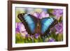 Blue Morpho Butterfly-Darrell Gulin-Framed Photographic Print