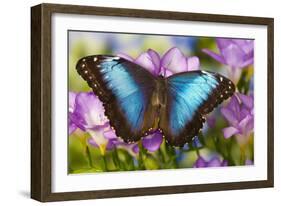 Blue Morpho Butterfly-Darrell Gulin-Framed Photographic Print