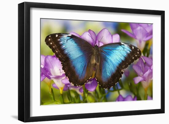 Blue Morpho Butterfly-Darrell Gulin-Framed Photographic Print