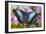 Blue Morpho Butterfly-Darrell Gulin-Framed Photographic Print