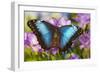 Blue Morpho Butterfly-Darrell Gulin-Framed Photographic Print