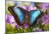 Blue Morpho Butterfly-Darrell Gulin-Mounted Photographic Print