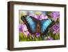 Blue Morpho Butterfly-Darrell Gulin-Framed Photographic Print