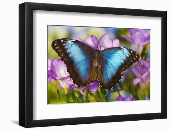 Blue Morpho Butterfly-Darrell Gulin-Framed Photographic Print