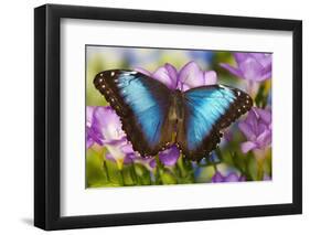 Blue Morpho Butterfly-Darrell Gulin-Framed Photographic Print