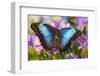 Blue Morpho Butterfly-Darrell Gulin-Framed Photographic Print