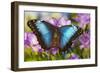 Blue Morpho Butterfly-Darrell Gulin-Framed Premium Photographic Print