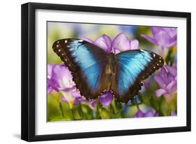 Blue Morpho Butterfly-Darrell Gulin-Framed Premium Photographic Print