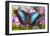 Blue Morpho Butterfly-Darrell Gulin-Framed Premium Photographic Print