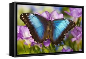 Blue Morpho Butterfly-Darrell Gulin-Framed Stretched Canvas