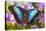 Blue Morpho Butterfly-Darrell Gulin-Stretched Canvas