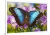 Blue Morpho Butterfly-Darrell Gulin-Framed Photographic Print