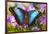 Blue Morpho Butterfly-Darrell Gulin-Framed Photographic Print