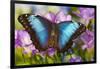 Blue Morpho Butterfly-Darrell Gulin-Framed Photographic Print