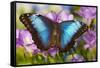 Blue Morpho Butterfly-Darrell Gulin-Framed Stretched Canvas