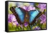 Blue Morpho Butterfly-Darrell Gulin-Framed Stretched Canvas