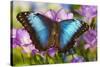 Blue Morpho Butterfly-Darrell Gulin-Stretched Canvas