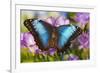 Blue Morpho Butterfly-Darrell Gulin-Framed Photographic Print