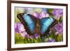 Blue Morpho Butterfly-Darrell Gulin-Framed Photographic Print