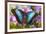 Blue Morpho Butterfly-Darrell Gulin-Framed Photographic Print