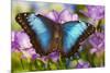 Blue Morpho Butterfly-Darrell Gulin-Mounted Photographic Print