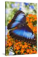 Blue Morpho Butterfly-Darrell Gulin-Stretched Canvas