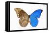 Blue Morpho, Morpho Anaxibia from Brazil, Comparison Half Topside Other Half Bottom Side-Darrell Gulin-Framed Stretched Canvas