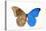 Blue Morpho, Morpho Anaxibia from Brazil, Comparison Half Topside Other Half Bottom Side-Darrell Gulin-Stretched Canvas