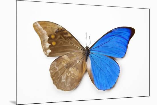 Blue Morpho, Morpho Anaxibia from Brazil, Comparison Half Topside Other Half Bottom Side-Darrell Gulin-Mounted Premium Photographic Print