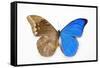 Blue Morpho, Morpho Anaxibia from Brazil, Comparison Half Topside Other Half Bottom Side-Darrell Gulin-Framed Stretched Canvas