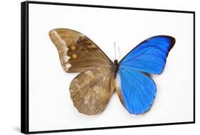 Blue Morpho, Morpho Anaxibia from Brazil, Comparison Half Topside Other Half Bottom Side-Darrell Gulin-Framed Stretched Canvas