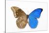 Blue Morpho, Morpho Anaxibia from Brazil, Comparison Half Topside Other Half Bottom Side-Darrell Gulin-Stretched Canvas