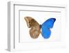 Blue Morpho, Morpho Anaxibia from Brazil, Comparison Half Topside Other Half Bottom Side-Darrell Gulin-Framed Photographic Print