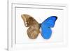 Blue Morpho, Morpho Anaxibia from Brazil, Comparison Half Topside Other Half Bottom Side-Darrell Gulin-Framed Photographic Print