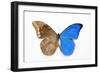 Blue Morpho, Morpho Anaxibia from Brazil, Comparison Half Topside Other Half Bottom Side-Darrell Gulin-Framed Photographic Print