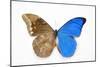 Blue Morpho, Morpho Anaxibia from Brazil, Comparison Half Topside Other Half Bottom Side-Darrell Gulin-Mounted Photographic Print